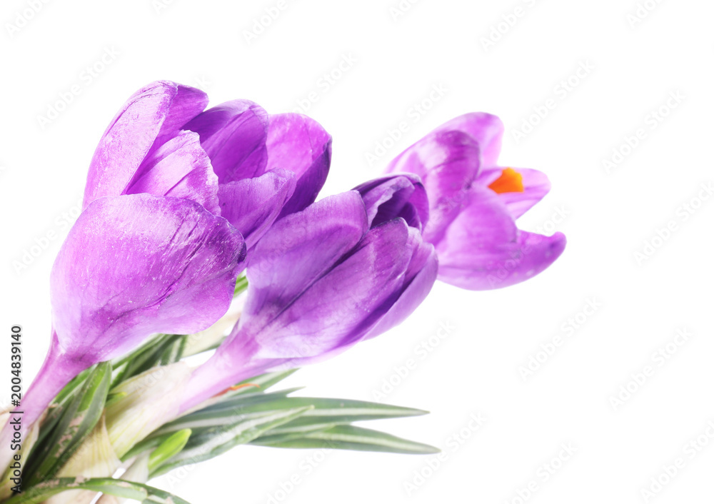 Fototapeta premium Many purple crocus flowers isolated on white