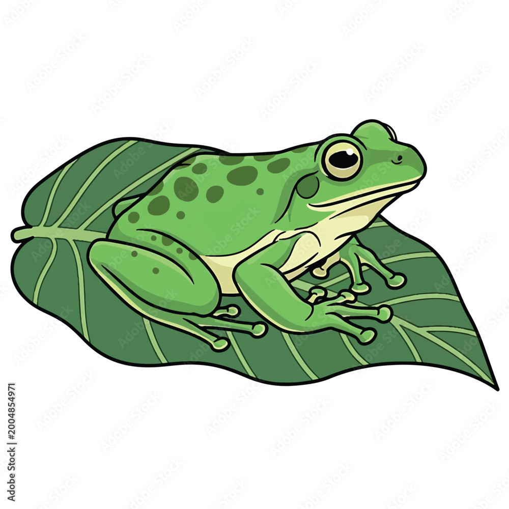 Fototapeta premium Green Frog Sitting on Large Leaf 1.