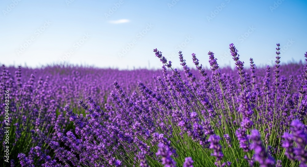 Fototapeta premium Vibrant Lavender Fields Under Clear Blue Skies