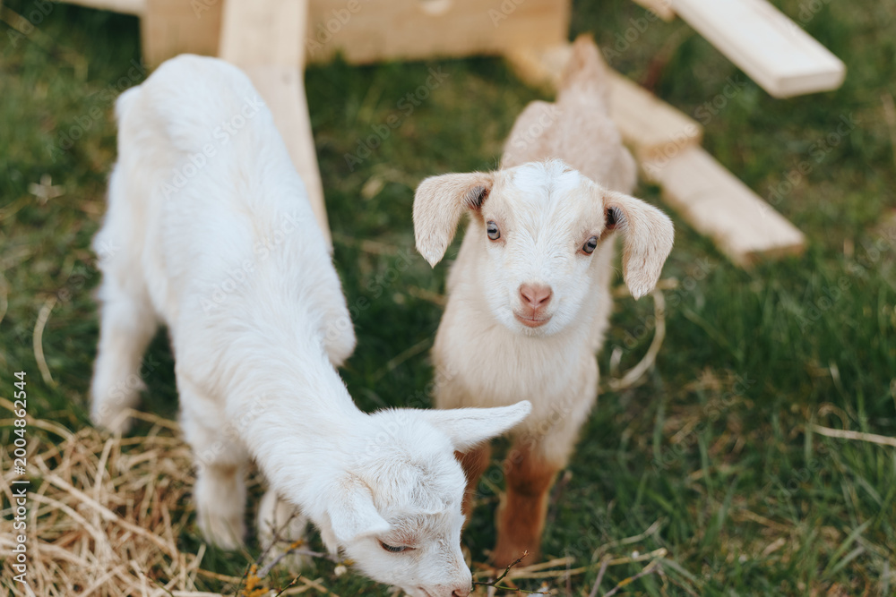 Fototapeta premium Goat, kid, farm, animals, outdoors, playful, sunlight, meadow describe two kids exploring a sunlit farm yard, sniffing grass near wooden rails, capturing a warm lifestyle moment of rural care