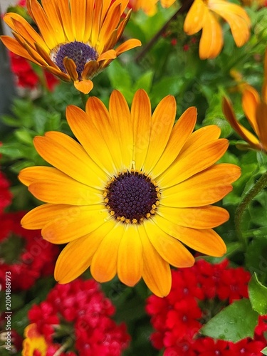 Bild auf Leinwand African Daisy flower orange