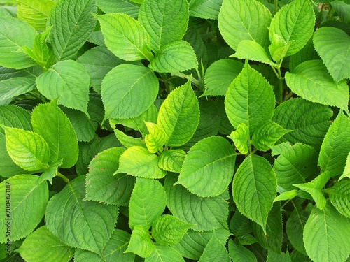 Canvastavla 初夏の紫陽花の新緑の若葉