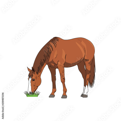 Konstfotografi Brown Horse Eating Green Grass.