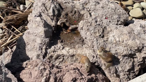Beach Squirrels In Ventura, California