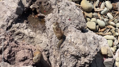 Beach Squirrels In Ventura, California