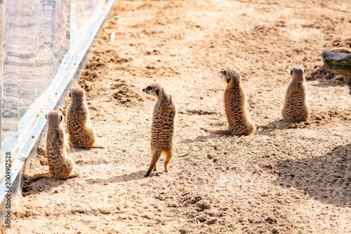 Tablou pe pânză A group of Meerkats randomly standing on soft brown sand near a glass wall while