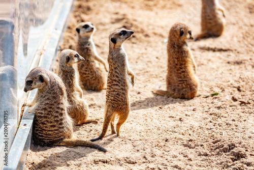A group of Meerkats randomly standing on soft brown sand near a glass wall while staring at nothing on a sunny day in the outdoors at a wildlife park in western Sydney in New South Wales, Australia
