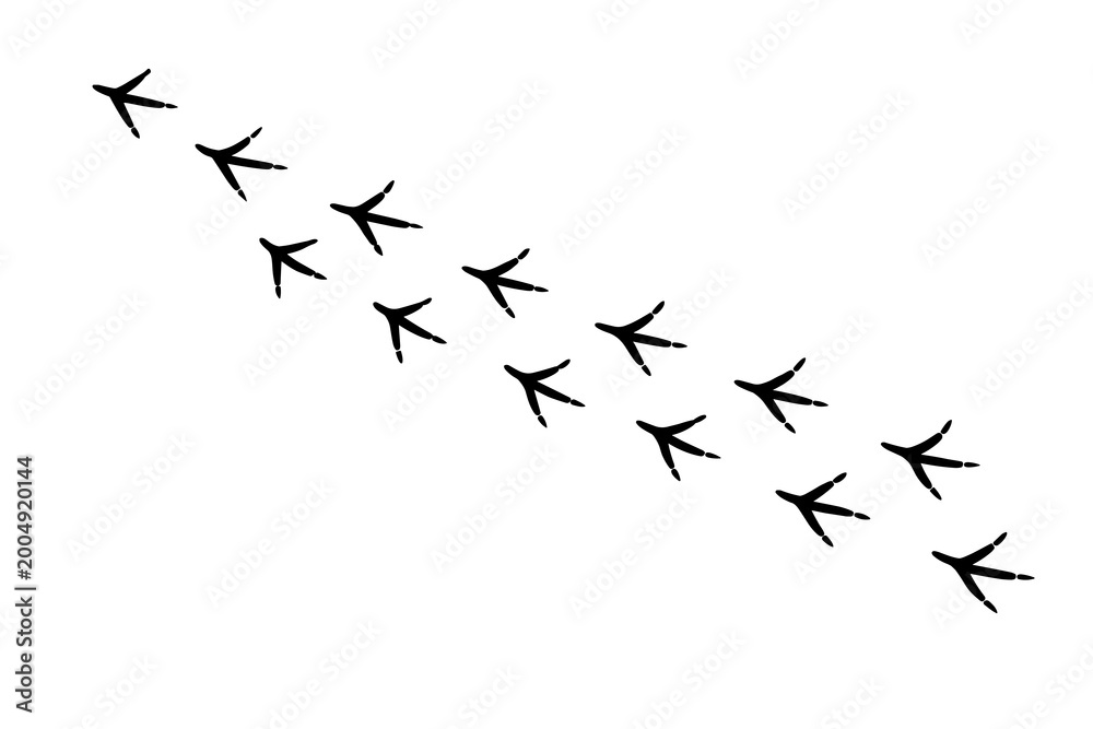 Fototapeta premium Bird Footprints Trail