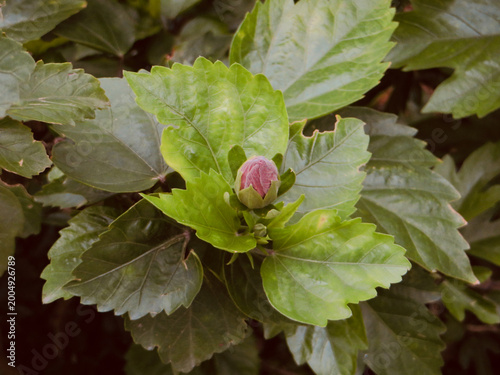 Fresh Green Hibiscus Leaves with Small Pink Flower Bud in Tropical Garden Macro Close-Up Nature Photography