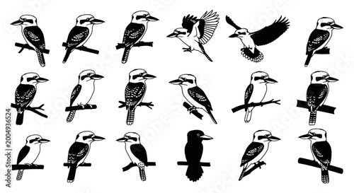 Foto Collection of kookaburra bird illustrations in various poses perched on branches