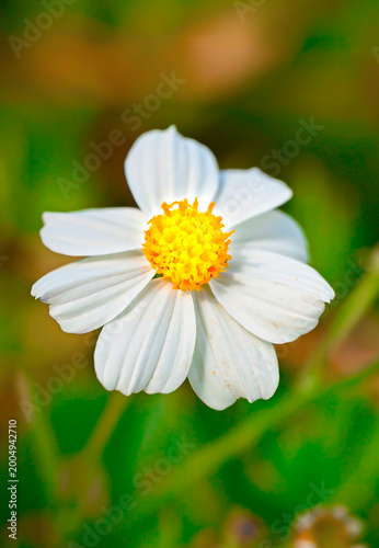 flor