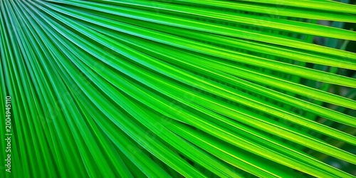 Close-up of vibrant green Chinese fan palm fronds, showing intricate texture,   closeup,  leaves