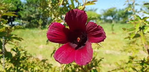 Obraz na płótnie Hibiscus radiatus (red hibiscus, monarch rosemallow) with velvety burgundy petals and prominent central stamen, blooming in a grassy field under a clear blue sky with lush green foliage