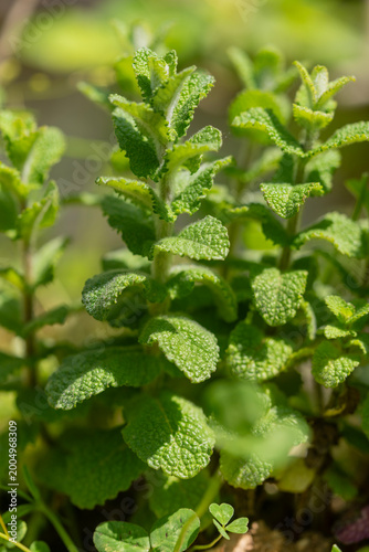 Fresh green herb leaves growing vibrantly in the warm natural sunlight.