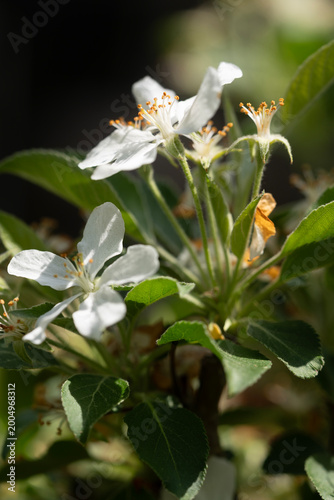 Delicate white apple blossoms blooming beautifully under the warm spring sunshine.