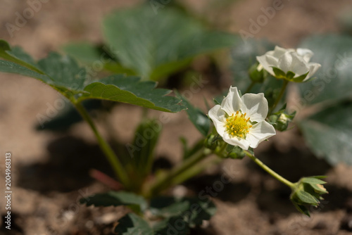 White strawberry flowers blooming on the plant in a sunny farm field.