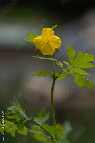 Vibrant yellow Greater Celandine flowers blooming beautifully against a dark, moody background.