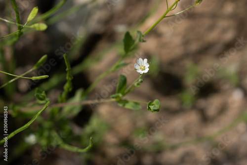 A tiny white wildflower blooming resiliently on the rough soil in early spring.