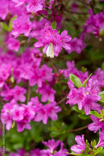 A white butterfly sitting on bright pink azalea flowers blooming in the spring garden.