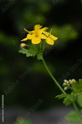Vibrant yellow Greater Celandine flowers blooming beautifully against a dark, moody background.