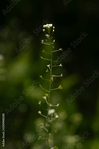 A slender shepherd's purse wildflower standing elegantly against a dark forest
