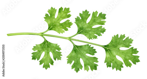 Photos coriander leaves illustration, fresh cilantro herb, green dhania leaves, coriand