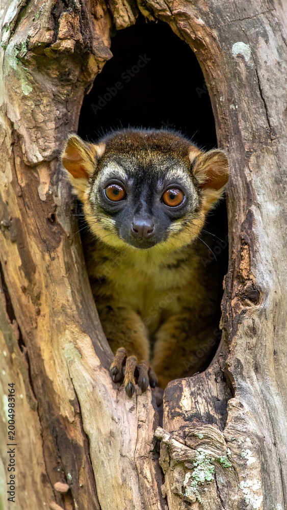 Fototapeta premium Close-up of a lemur peeking out from a tree cavity, showcasing its striking eyes and curious expression. The rough bark surrounds the animal