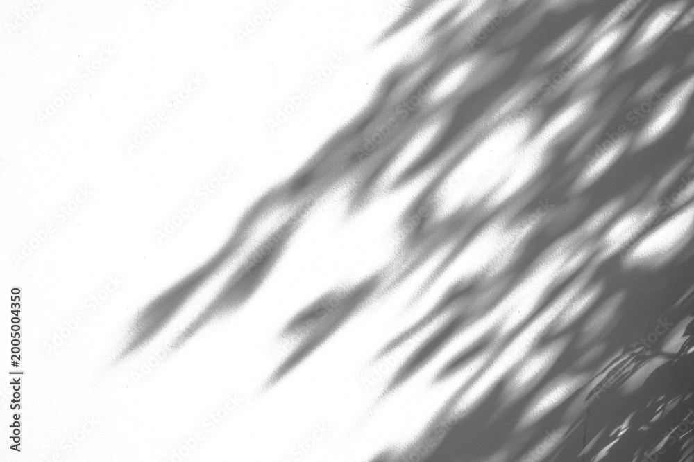 Fototapeta premium Abstract natural tree branch leaves shadow on white wall background
