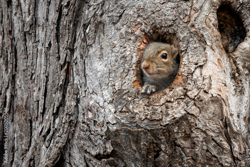 Bild auf Leinwand A cute Eastern gray squirrel peeks curiously out of a small hollow in the textured bark of a large tree trunk, resting one paw on the edge