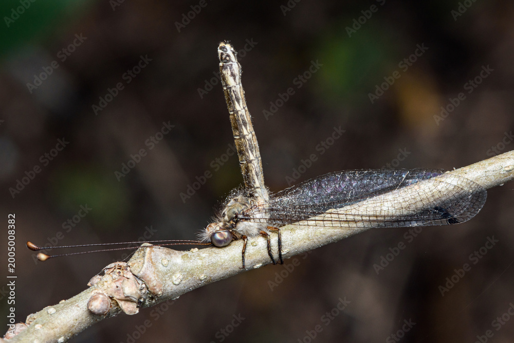 Fototapeta premium Owlfly resting on branch with long antennae