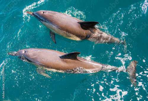 Canvas Print Pair of Dolphins Swimming in Clear Blue Water Near Gibraltar