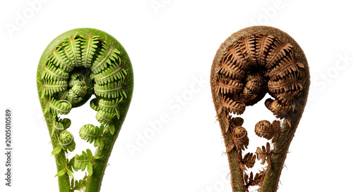 Canvastavla Twin Fern Fronds In Green And Brown Portrait.