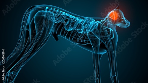 Photos Dog brain part anatomy. 3d render