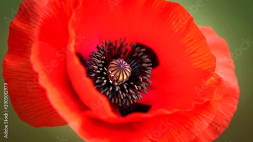 A close up view of a beautiful vibrant red poppy flower.