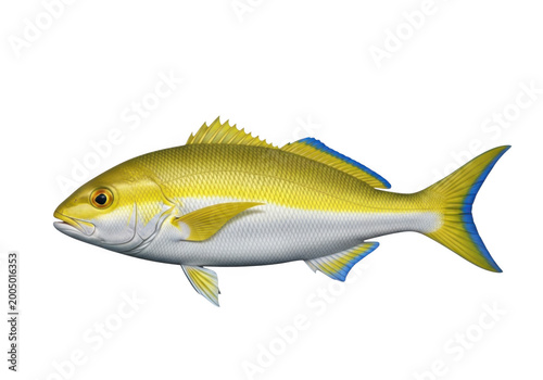 A vibrant yellowtail fish swimming gracefully in clear water isolated on transparent background