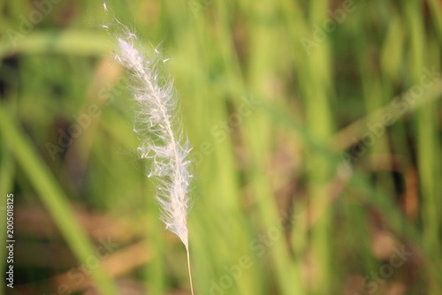 Close up Imperata cylindrica flowers or cogongrass flowers blowing in the wind