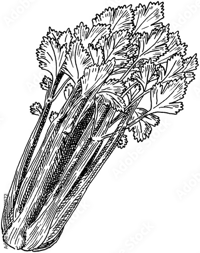 Celery stalk vegetable hand drawn vintage engraving illustration isolated