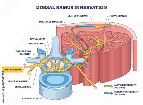 Tablou pe pânză Dorsal ramus innervation shows pathways from spinal nerve to back muscles and skin, key parts, dorsal ramus, spinal cord, nerve branch