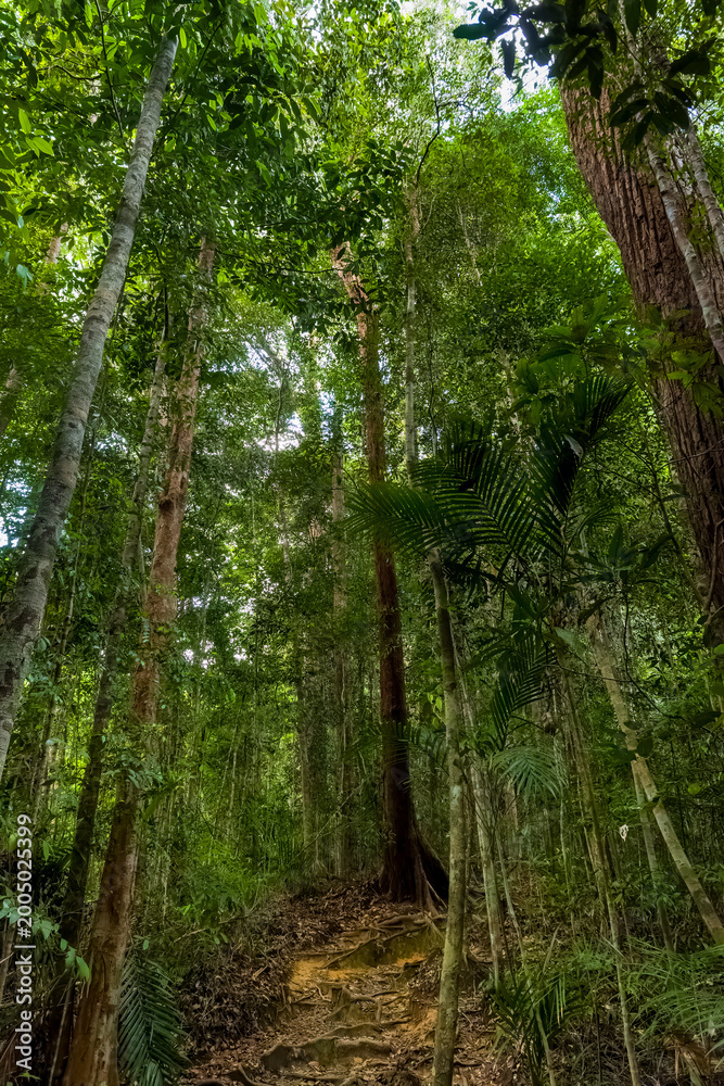 Obraz premium Hiking path with tree roots winding through a lush tropical rainforest in Malaysia