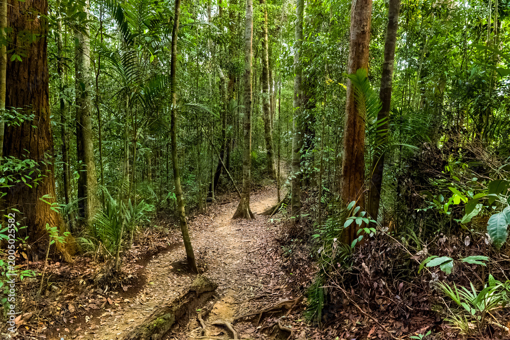 Obraz premium Winding dirt path leading into lush green jungle with bamboo and tropical trees