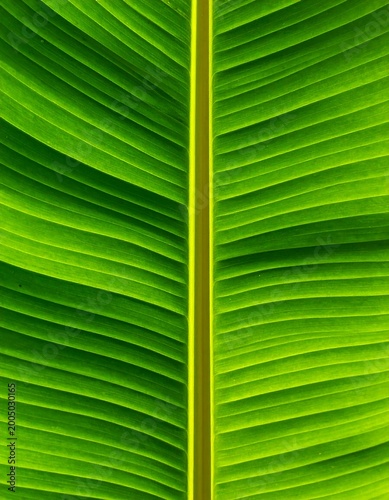 Close-up of a vibrant green leaf showcasing detailed veins and a central stem, with natural light illuminating the texture
