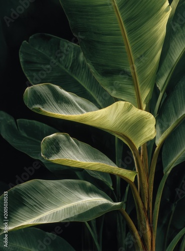Close-up of Lush Green Banana Leaves with Dark Background.