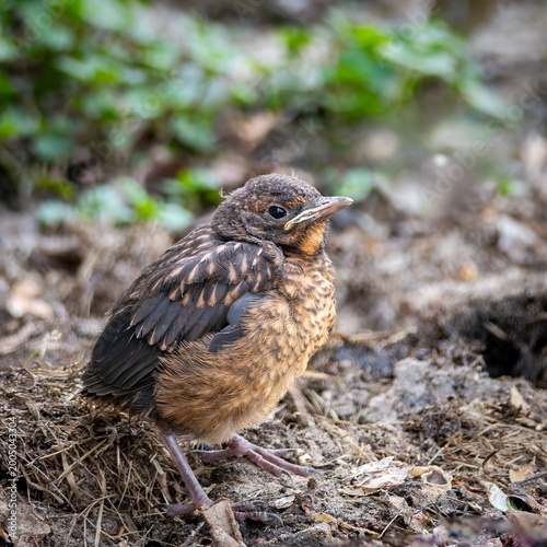 Bild auf Leinwand A fledgling Blackbird (Turdus merula) in spring.