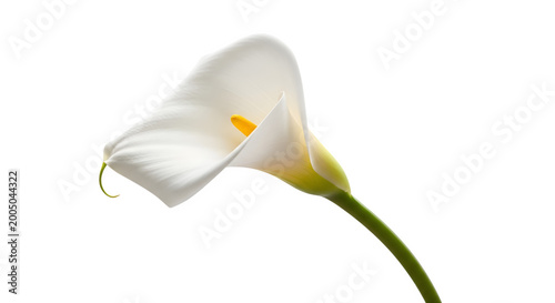 A Calla Lily Flower with Transparent Background for Graphic Design