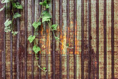Green vine leaves growing on rusty corrugated metal wall texture background with weathered industrial iron sheet for vintage architectural design