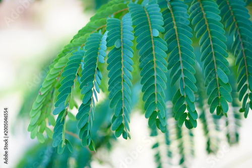Foto Closeup of vibrant green pinnate leaves of a tropical tree