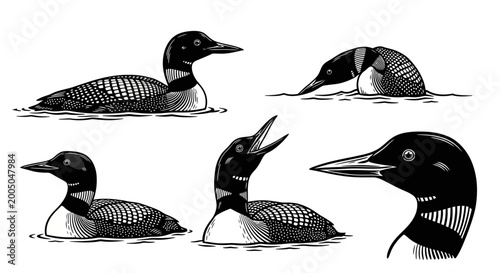 Bild auf Leinwand Common Loon Bird Illustrations - Set of 5 Poses