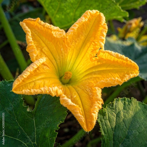 Close-up of a vibrant, star-shaped yellow bloom with intricate petal detail and a green center, surrounded by leaves