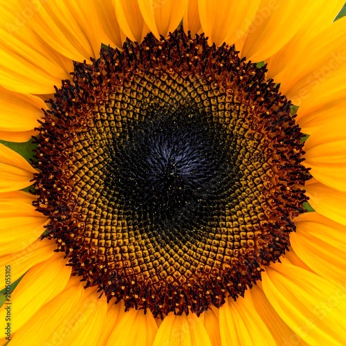 Close-up of a vibrant sunflower's intricate center. The image showcases detailed seed arrangement and bright petals radiating outward. Yellow hues