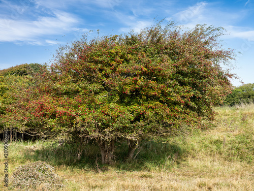 Common hawthorn tree, Crataegus monogyna, with red berries in grassland on Æbelø island in Kattegat, north of Funen, Denmark